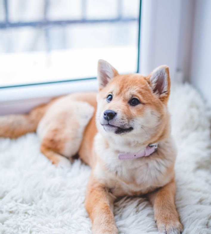 Dog picture